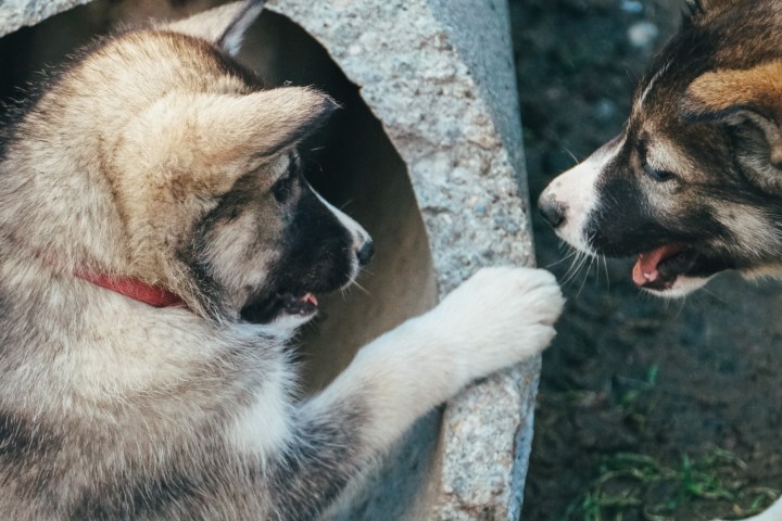 a dog looking at the camera