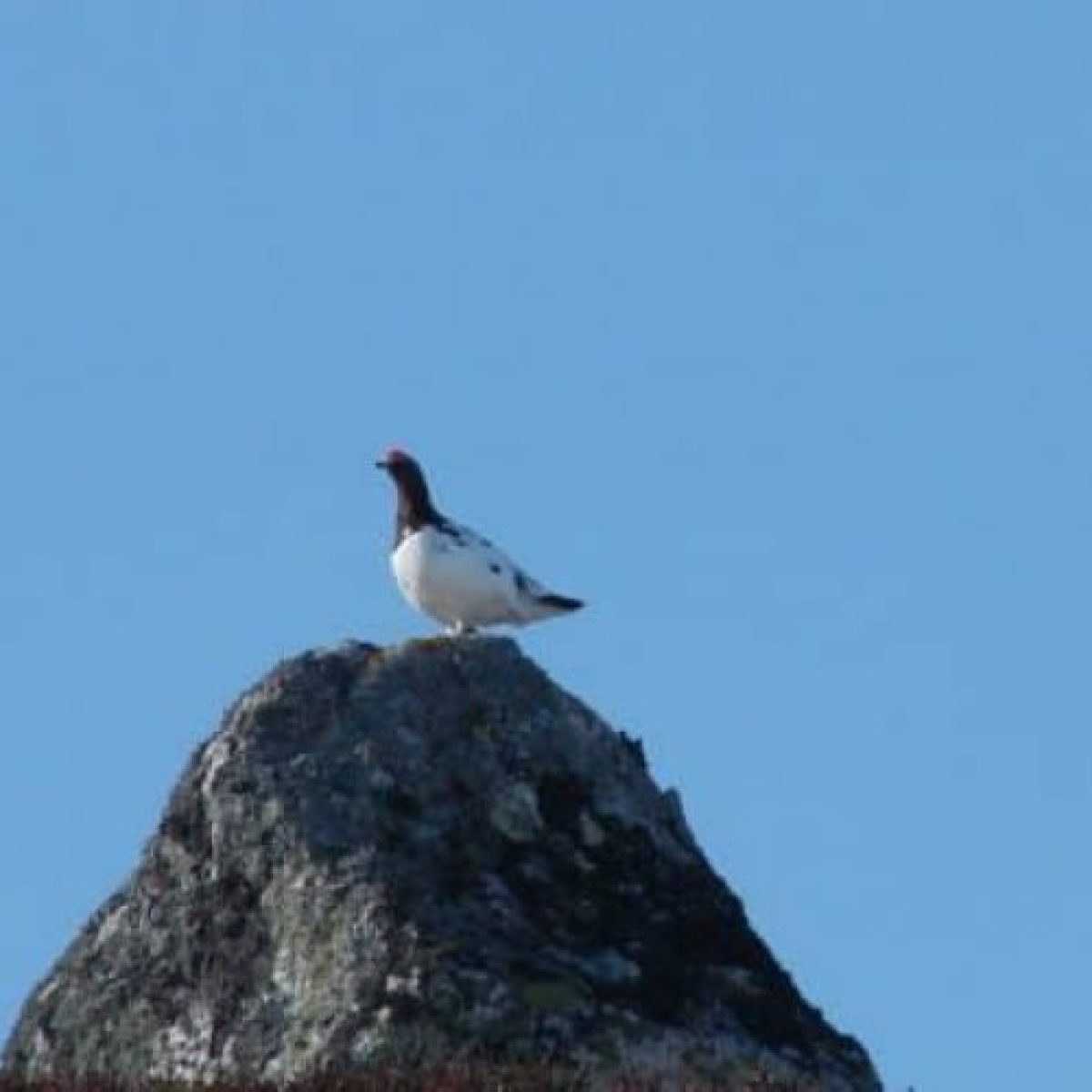 a bird standing on a rock