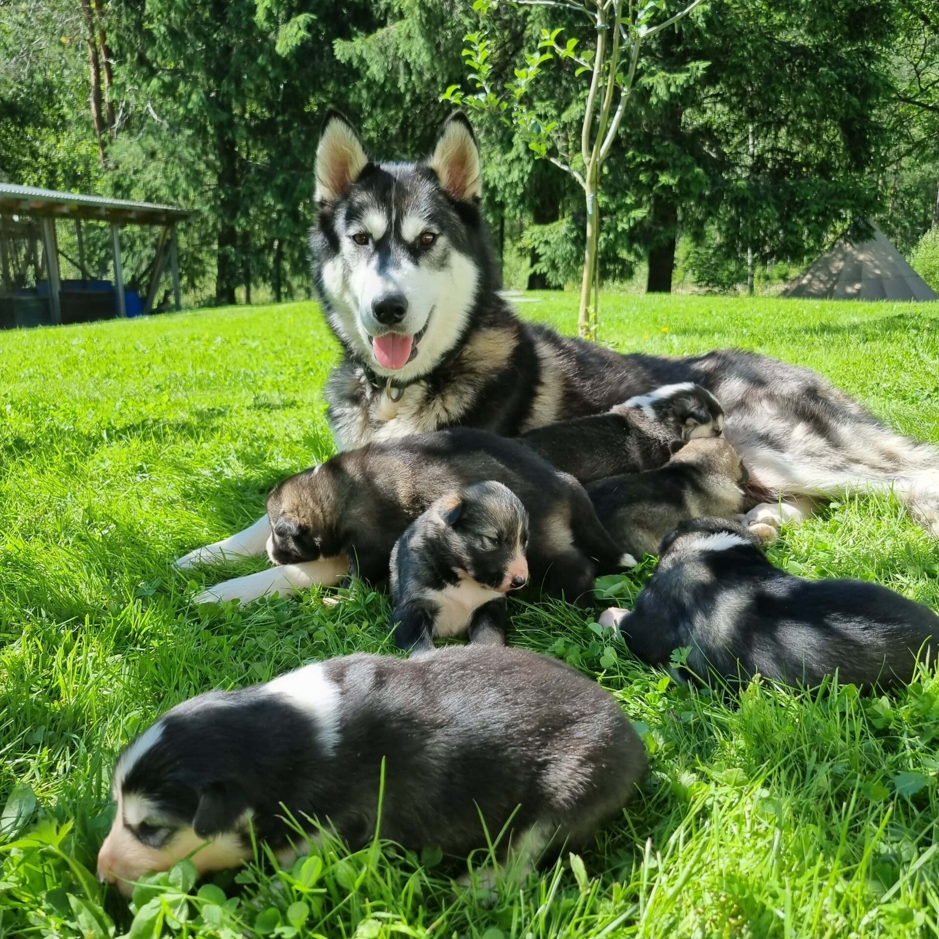 dogs lying on the grass