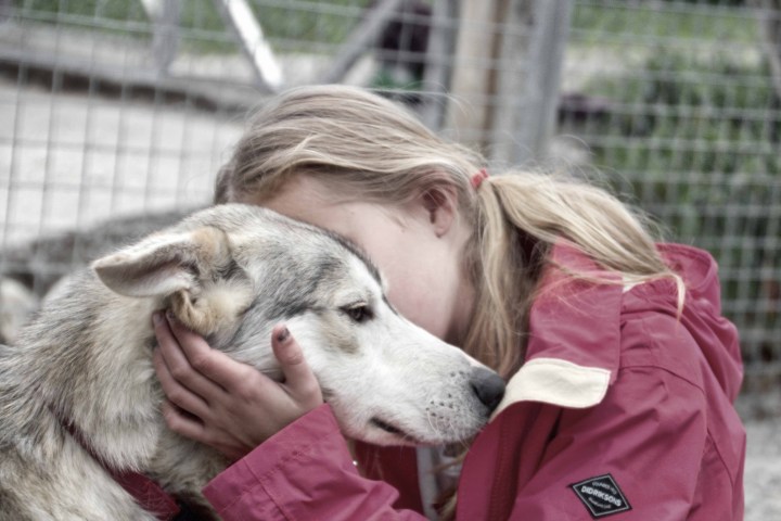 a person petting a dog