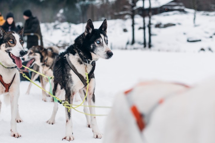 a dog sitting in the snow